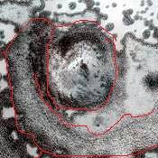 This is a body of a Julyah scientist that was working on Mars with a military group in 2010. I have heard that they were very nice people, most likely gone, now. The mucus coat protected their skin on their native planet.